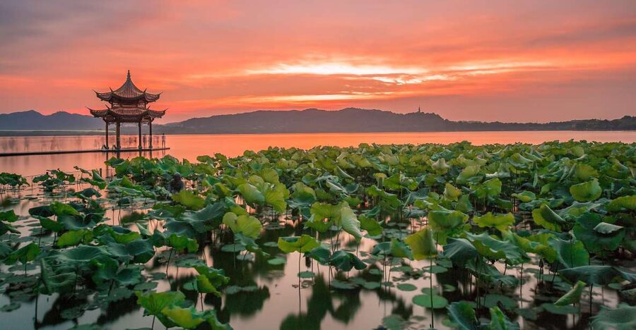 Shanghai: Private Guided Tour to Hangzhou by Bullet Train - Longjing tea fields add a rural pause