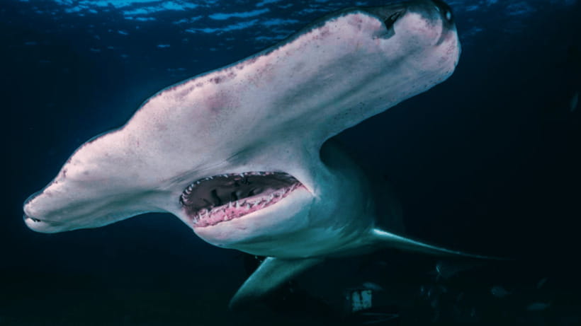 Shanghai: The Marine Wonders at Shanghai Ocean Aquarium - Key points at a glance