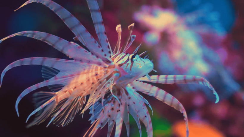 Shanghai: The Marine Wonders at Shanghai Ocean Aquarium - The 155-meter tunnel is the main event