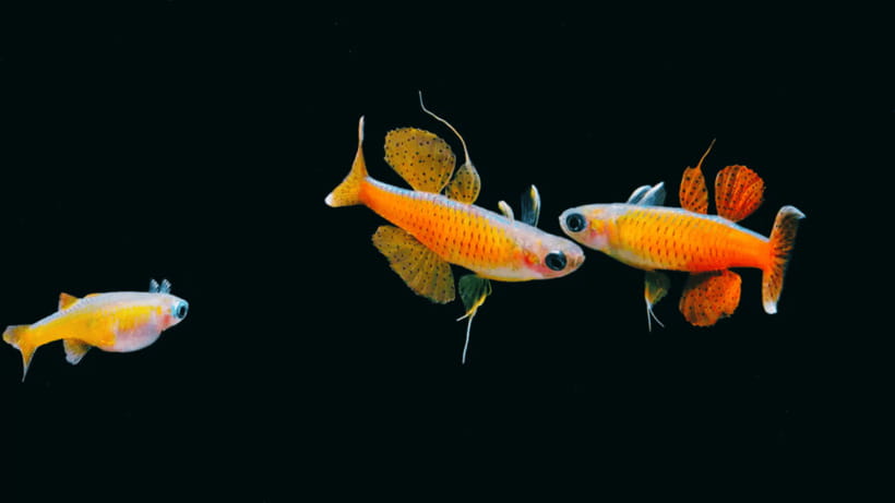 Shanghai: The Marine Wonders at Shanghai Ocean Aquarium - Booking details that deserve your attention