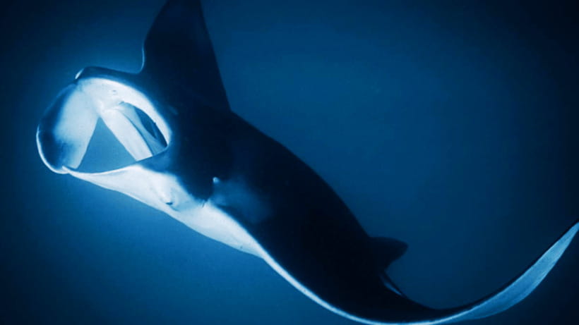 Shanghai: The Marine Wonders at Shanghai Ocean Aquarium - Who should book the Shanghai Ocean Aquarium