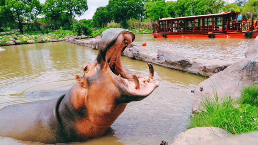 Shanghai: Wild Animal Park Ticket - Key points to know before you go