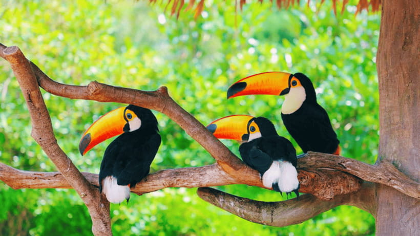 Shanghai: Wild Animal Park Ticket - Practical planning for a smoother visit