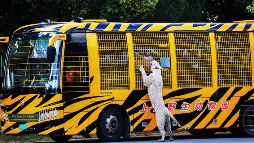 Shanghai: Wild Animal Park Ticket - Why Shanghai Wild Animal Park is worth your day