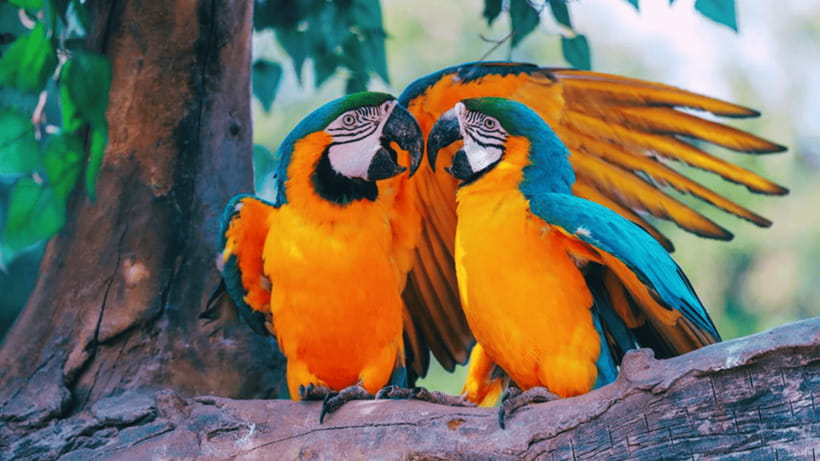 Shanghai: Wild Animal Park Ticket - Animal shows and wildlife education