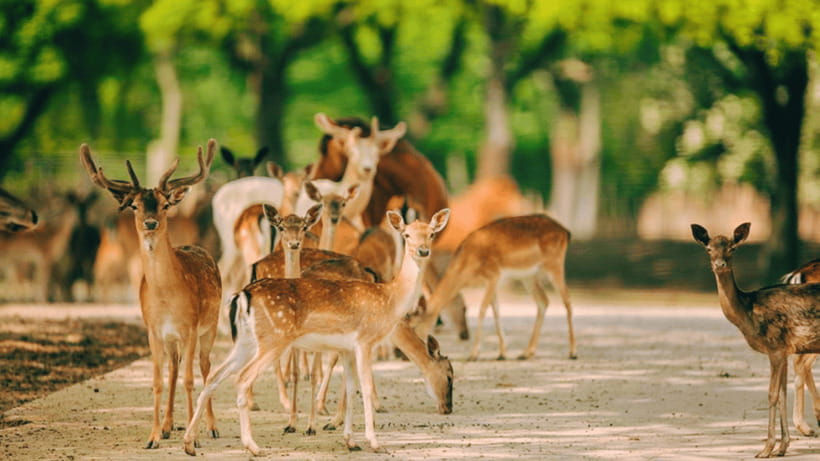 Shanghai: Wild Animal Park Ticket - Feeding, camel rides, and other paid extras