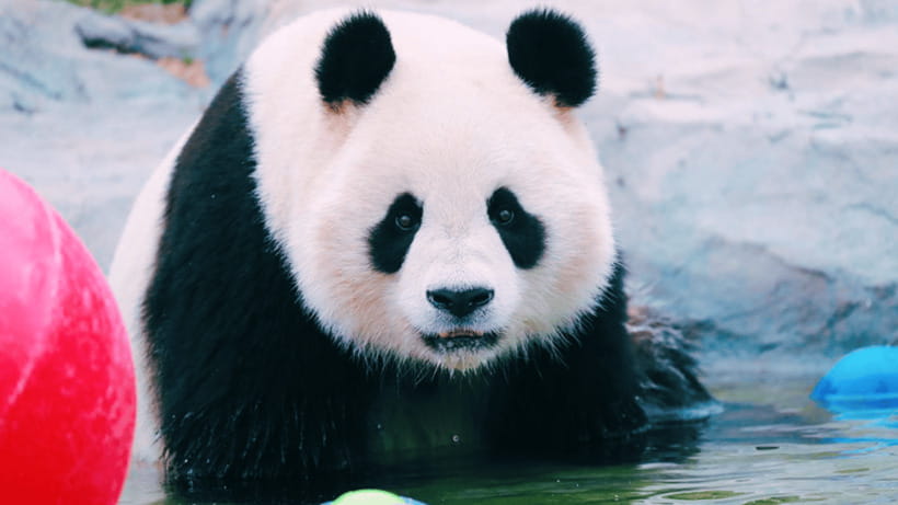 Shanghai: Wild Animal Park Ticket - How much value you get for $40