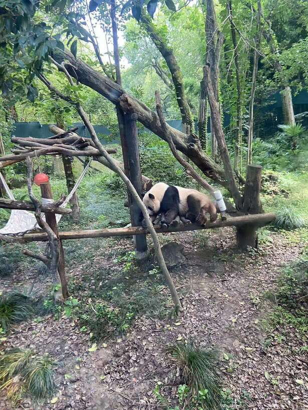Shanghai: Zoo and Zhujiajiao Water Town Tour with Boat Ride - The boat ride through Zhujiajiao