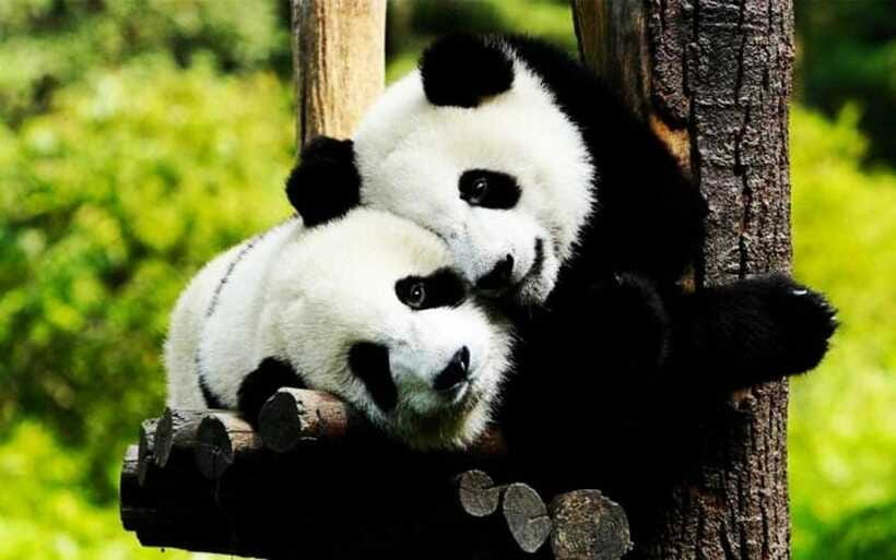 Shanghai: Zoo and Zhujiajiao Water Town Tour with Boat Ride - What to eat and buy in Zhujiajiao