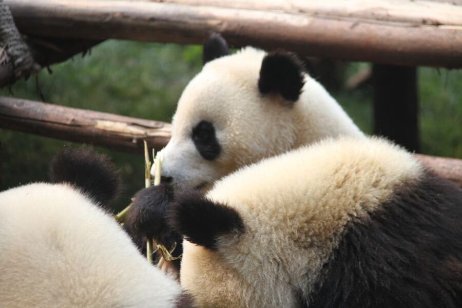 Sichuan: Big Panda Volunteer Day tour - Watching behavior and learning conservation