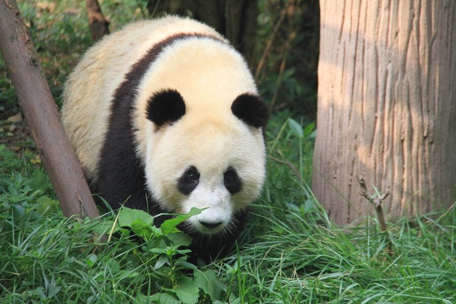 Sichuan: Big Panda Volunteer Day tour - From Chengdu pickup to the panda base