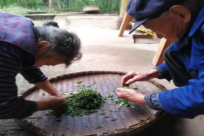 Tea Village in lost Town and Buddha 1 day tour - Picking tea in Jiajiang