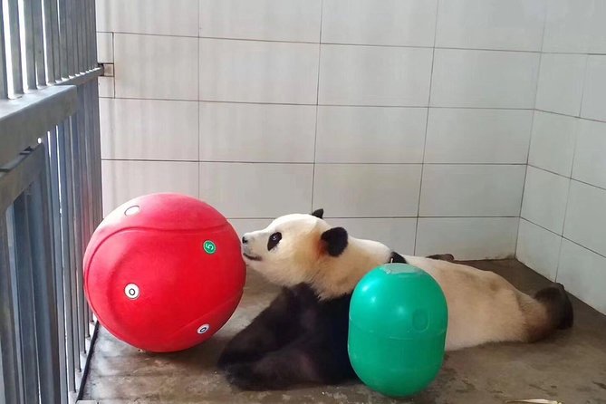 Ticket reservation for Chengdu Giant Panda Breeding Base - Why this ticket is useful in Chengdu