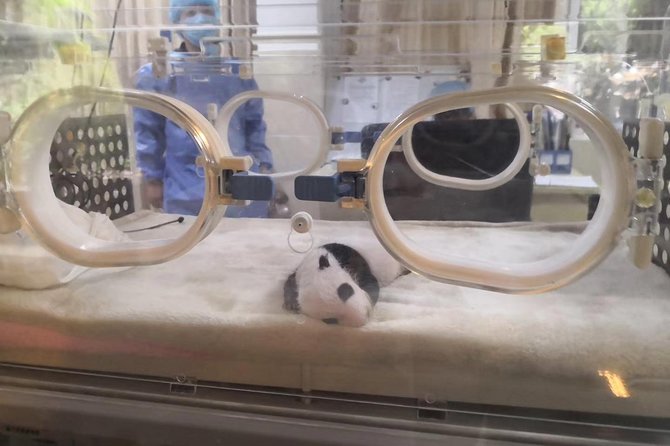 Ticket reservation for Chengdu Giant Panda Breeding Base - A private booking, but not a private guided tour