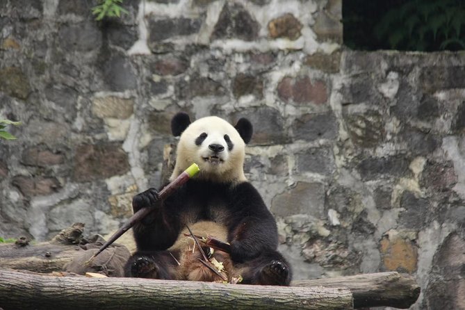 Ticket reservation for Chengdu Giant Panda Breeding Base - How long should you allow?