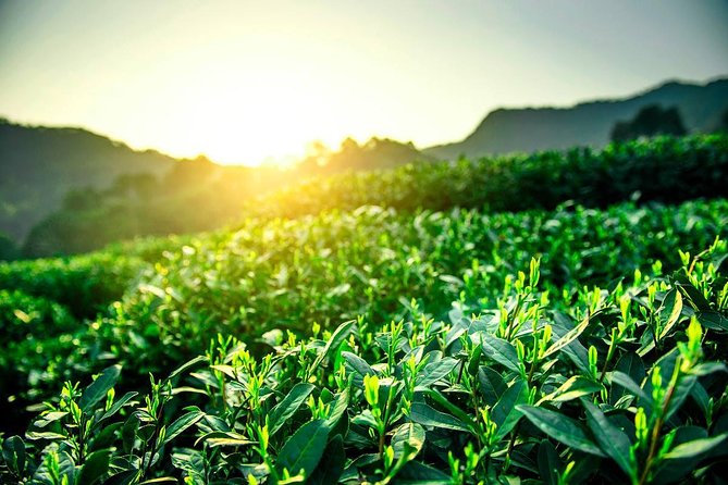 Unveil the Charm of Hangzhou - Half-Day Sightseeing Tour - Who will get the most from this tour?