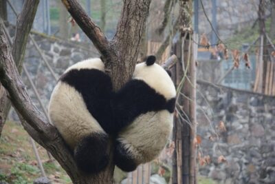 Visiting Dujiangyan Yaan Wolong Panda Base Optional Volunteering