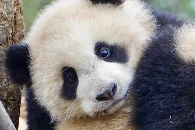 Visiting Dujiangyan Yaan Wolong Panda Base Optional Volunteering - Is $234 a fair price?