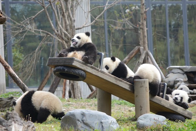 Wolong Panda Base Private Day Tour Optional Volunteering - Key points at a glance