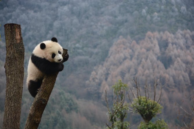 Wolong Panda Base Private Day Tour Optional Volunteering - Walking Wolong Panda Base from 9:10 a.m. to lunch