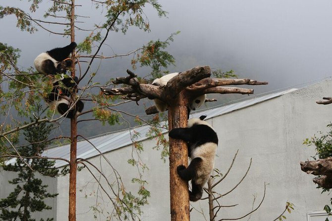 Wolong Panda Base Volunteering Program from Chengdu - Arriving at Wolong and Checking Into the Program