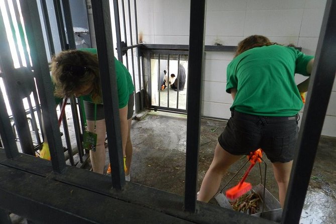 Wolong Panda Base Volunteering Program from Chengdu - Cleaning Enclosures and Preparing Bamboo at 8:30